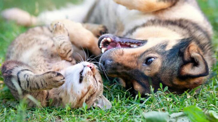 Cat Won’t Leave Dog Alone – Tips To Get Them To Coexist Peacefully!