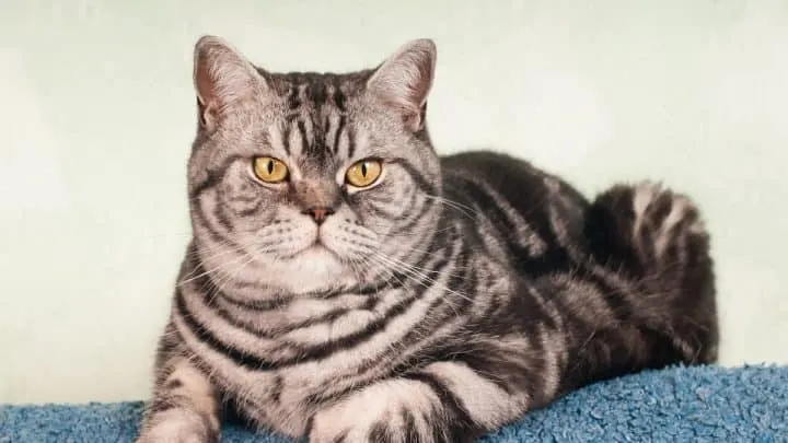 16 Most Affordable Cat Breeds (Prices & Pictures)