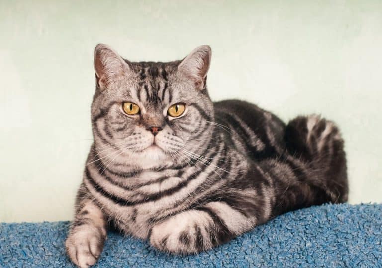 16 Most Affordable Cat Breeds (Prices & Pictures)