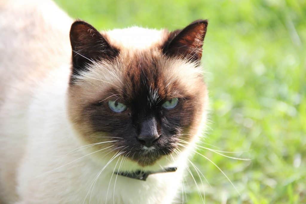 16 Most Affordable Cat Breeds (Prices & Pictures)