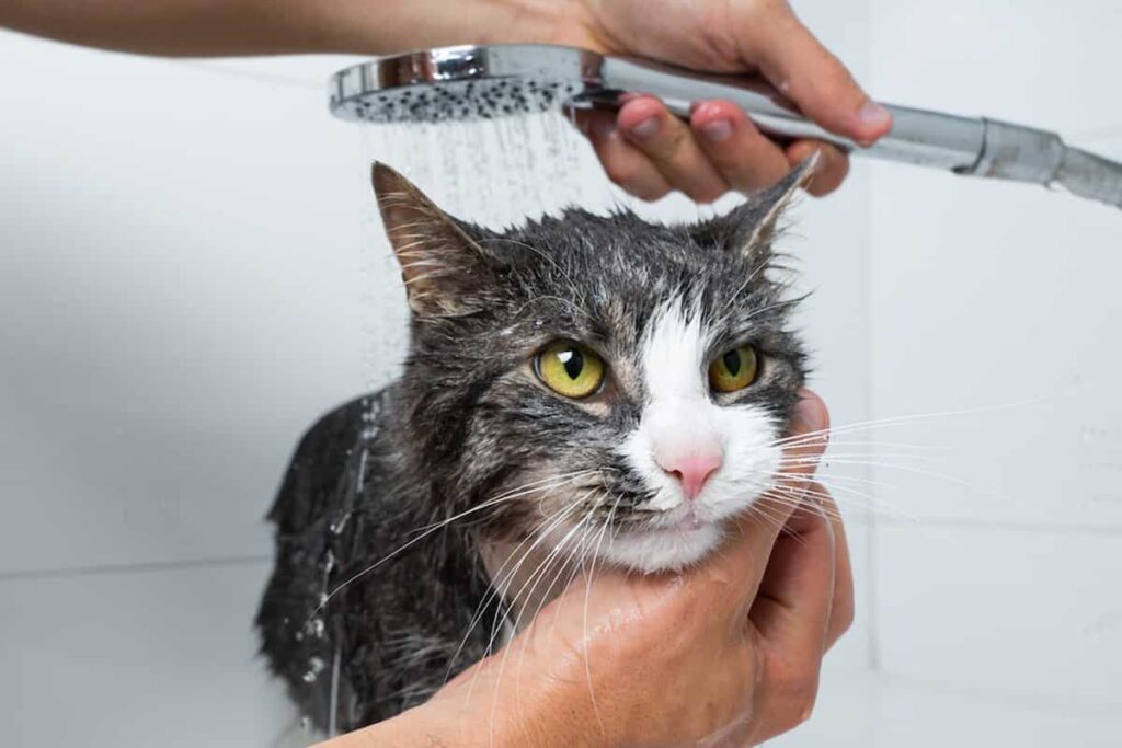 Can Cats Be Bathed After Giving Birth