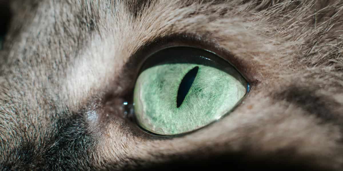 Black Crust Around Cats Eyes and Nose Uncover the Mystery Behind It