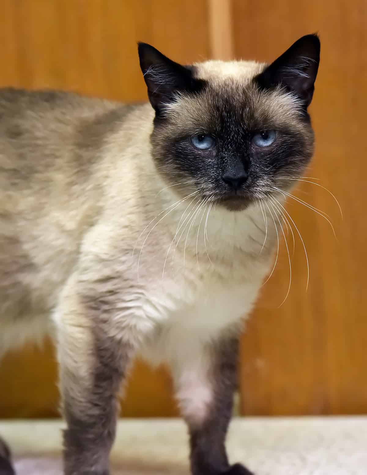 Snowshoe Lynx Point Siamese All You Need To Know!