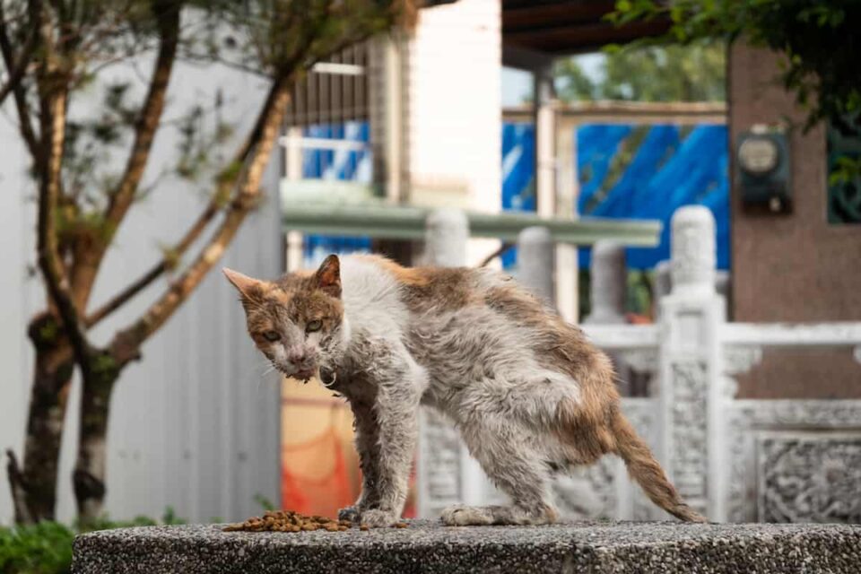 Do Feral Cats Attack Kittens What You Should Know