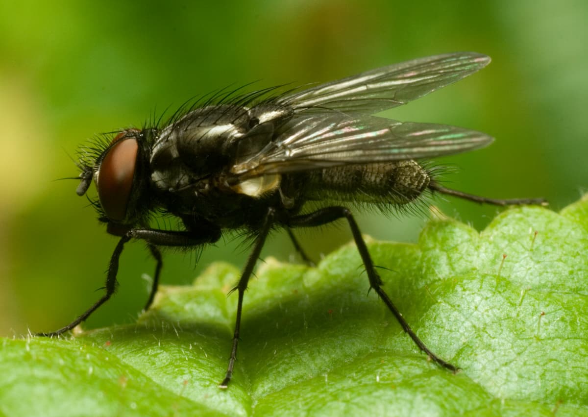 Why Do Cats Eat Flies Things To Consider