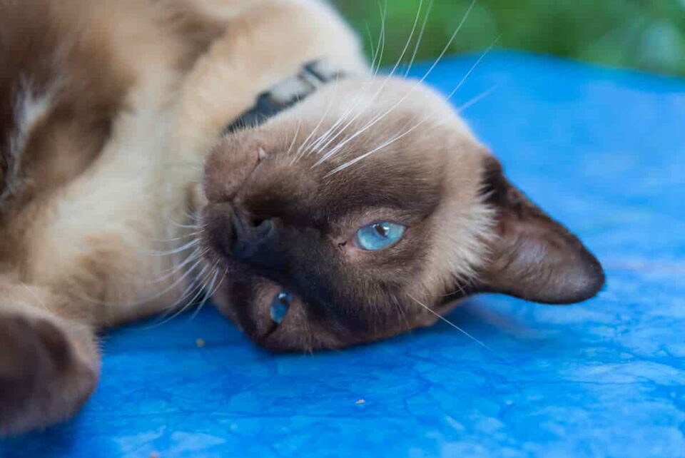 Why Does My Siamese Cat Throw Up All The Time at Frederick Roy blog