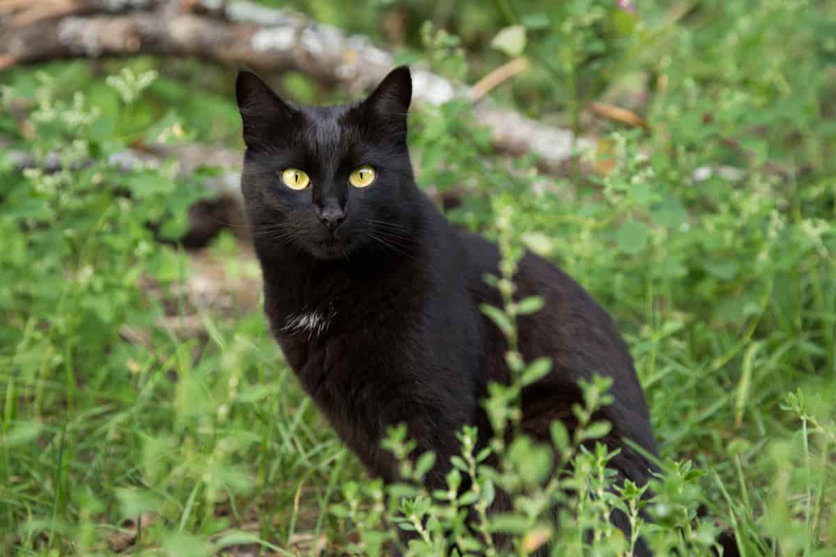 What Breed Of Cat Is Pure Black Identifying Breeds With The Darkest