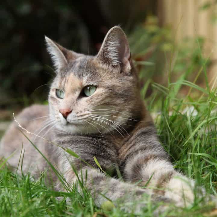 What Is A Dilute Tortie Cat Complete Guide & 7 Facts!