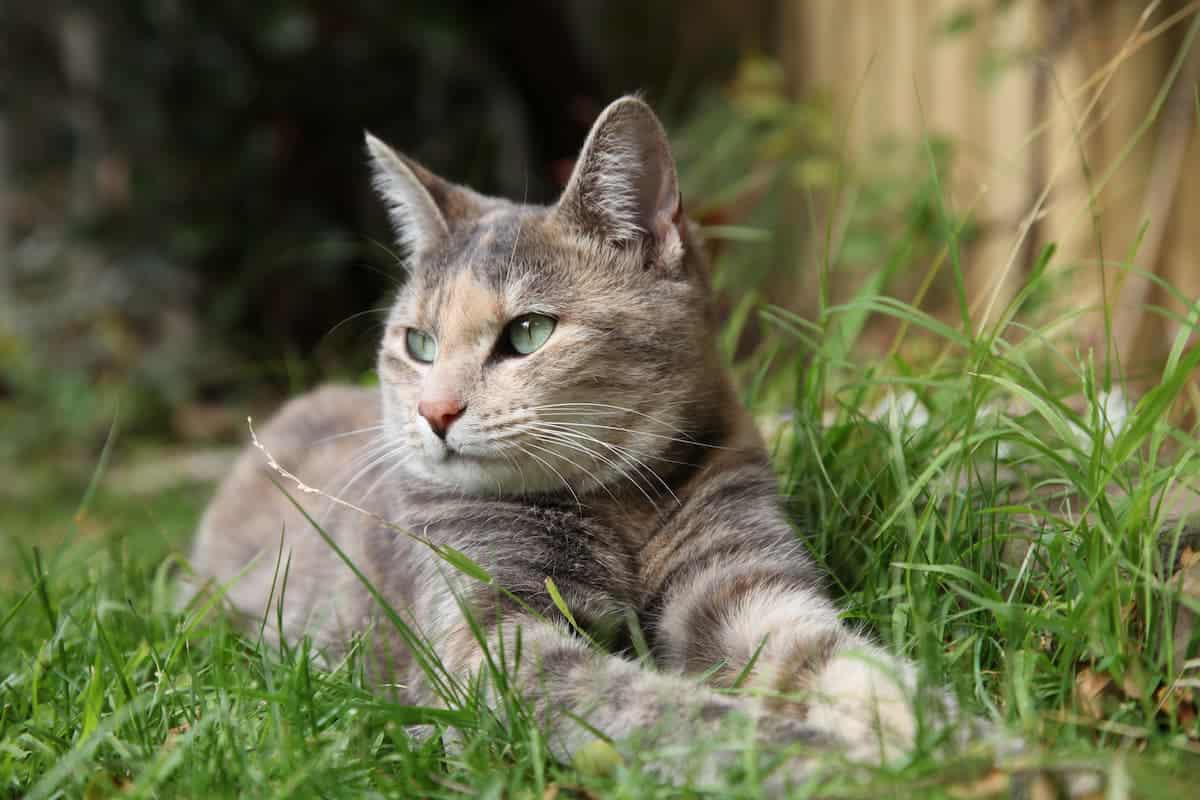 dilute tortoiseshell cat