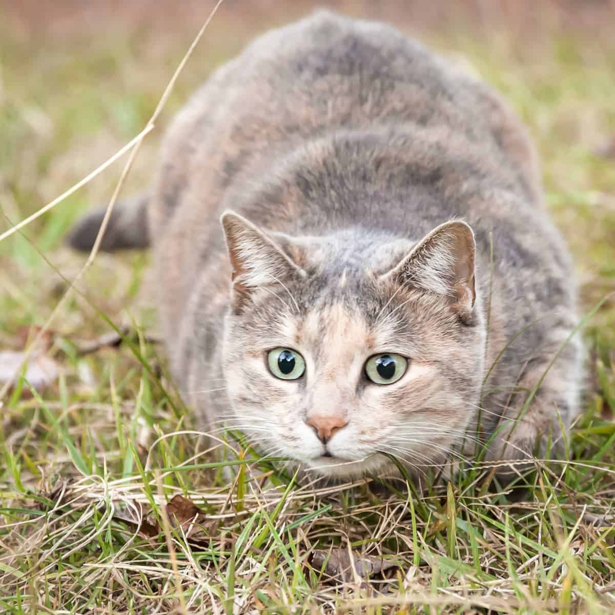 calico gray tortoiseshell cat