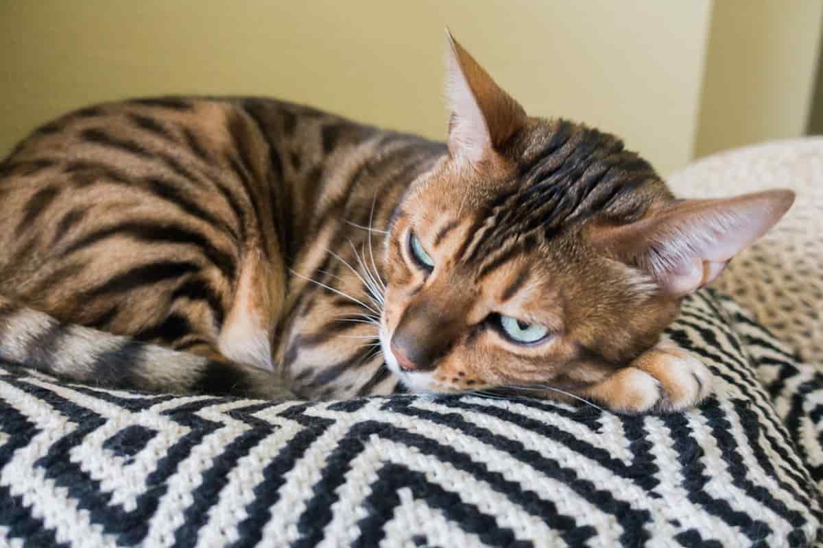 How Do Tabby Cats Get Their Stripes