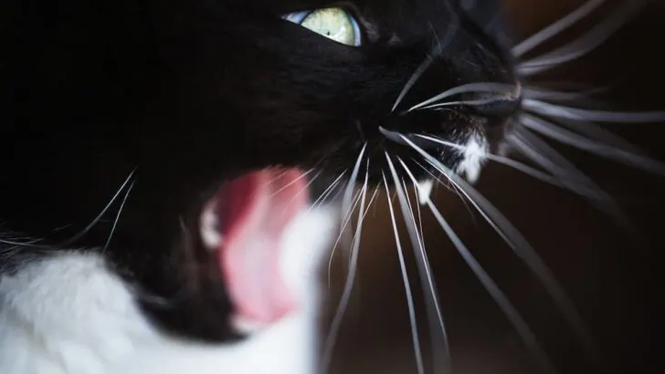 Do Black Cats Meow More &ndash; What You Should Know!
