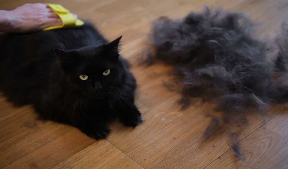 Why Do Black Cats Shed So Much Understanding Fur Loss FAQcats