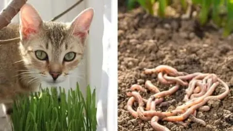 Do Cats Eat Earthworms &ndash; Health Risks & Other Factors