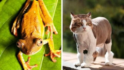 Do Cats Eat Frogs – Safety Concerns & More