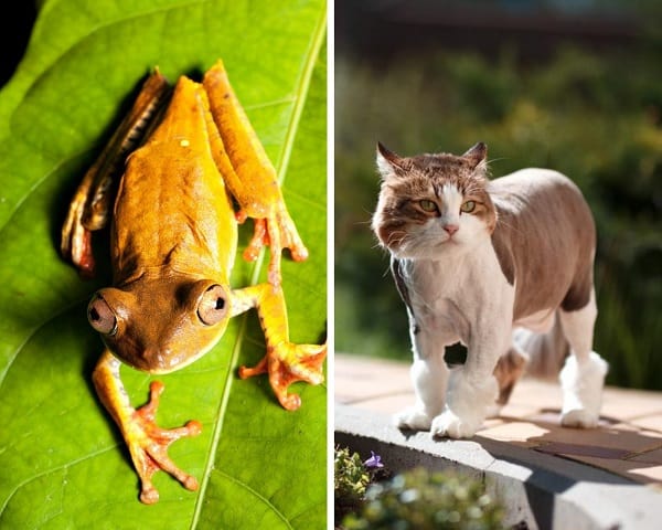 are frogs poisonous to cats and dogs