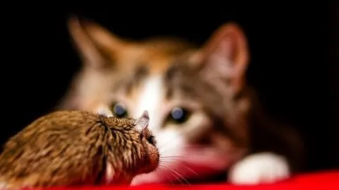 Do Cats Eat Hamsters &ndash; How To Protect Your Pet