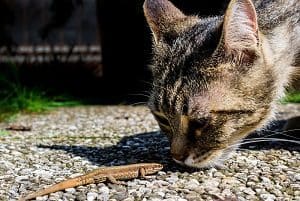 are lizards poisonous for dogs and cats to eat