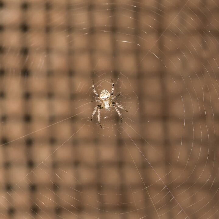 Do Cats Eat Spiders Are They Toxic?