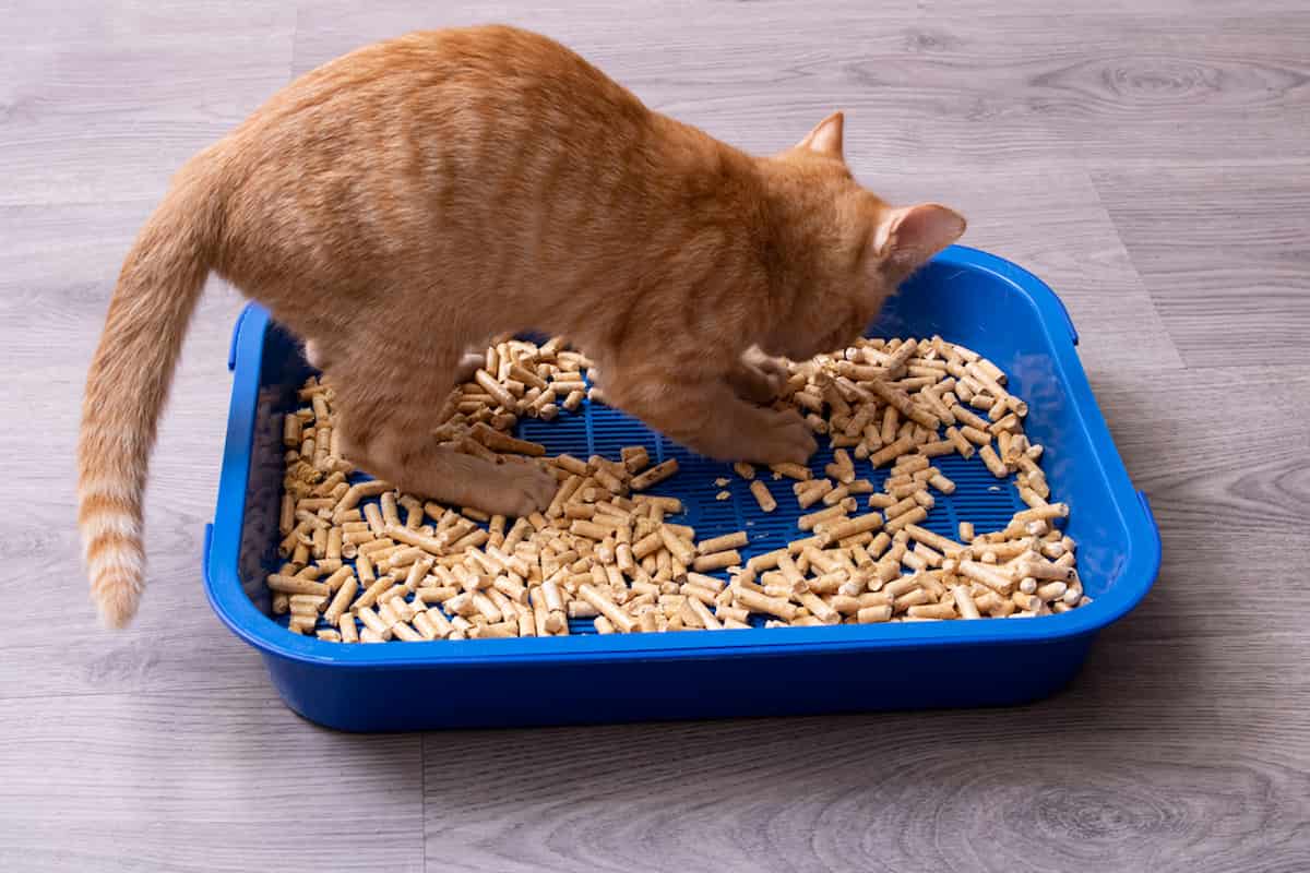 Do Cats How To Use The Litter Box