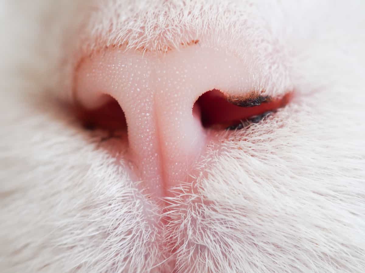 Do Cats Get Boogers Nasal Discharge, Black Crust, & More