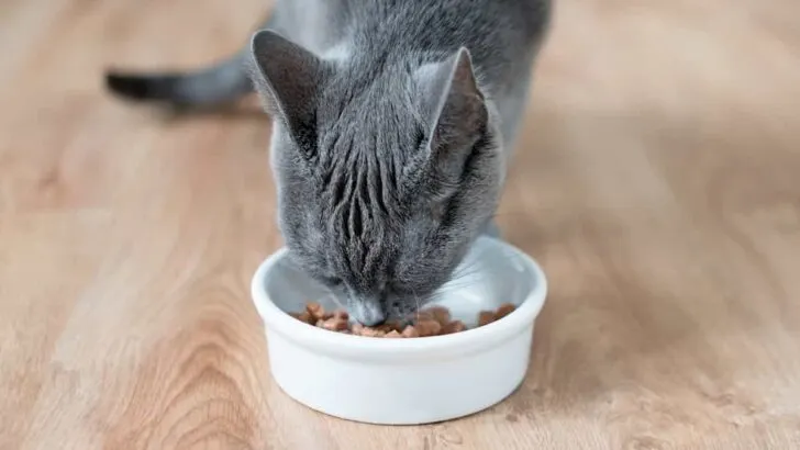 Do Cats Know When They’re Full? The Surprising Truth Revealed