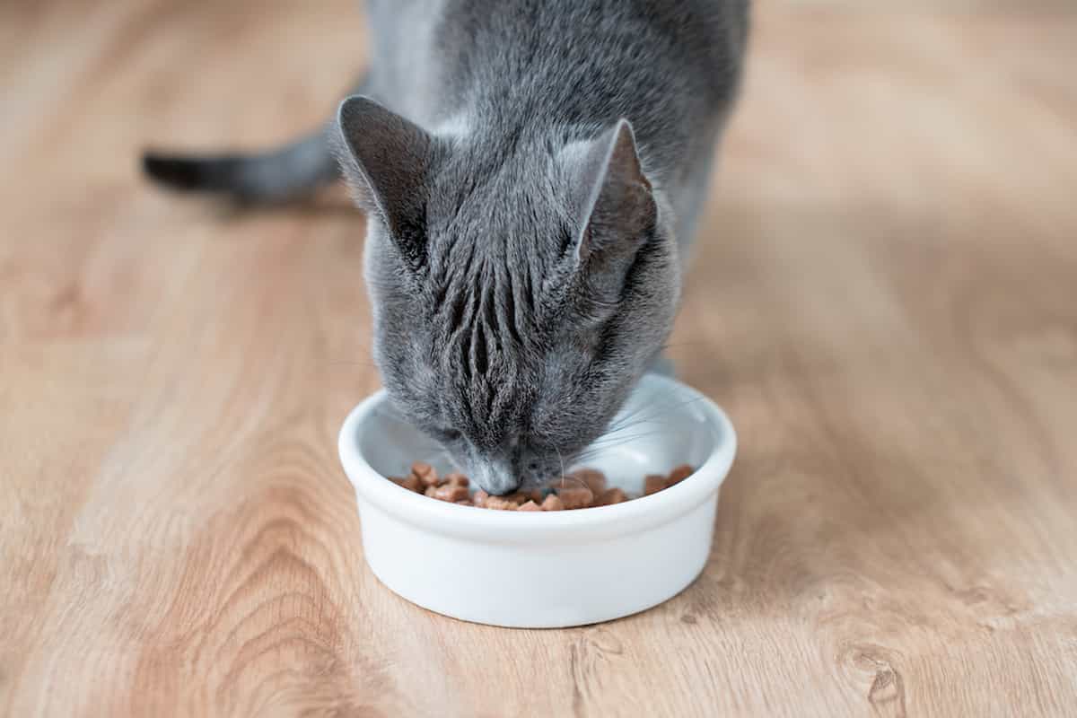 Do Cats Know When They’re Full? The Surprising Truth Revealed