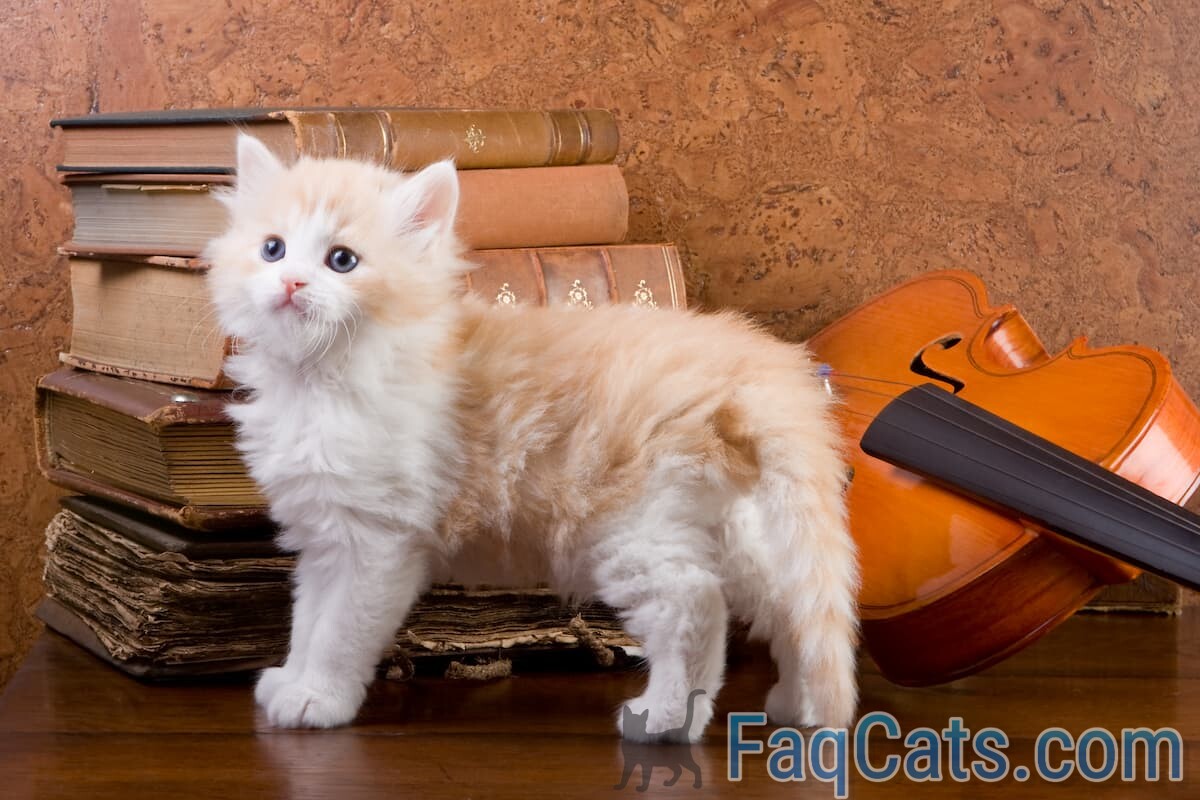 Do Cats Like Violin Music Here’s The Facts