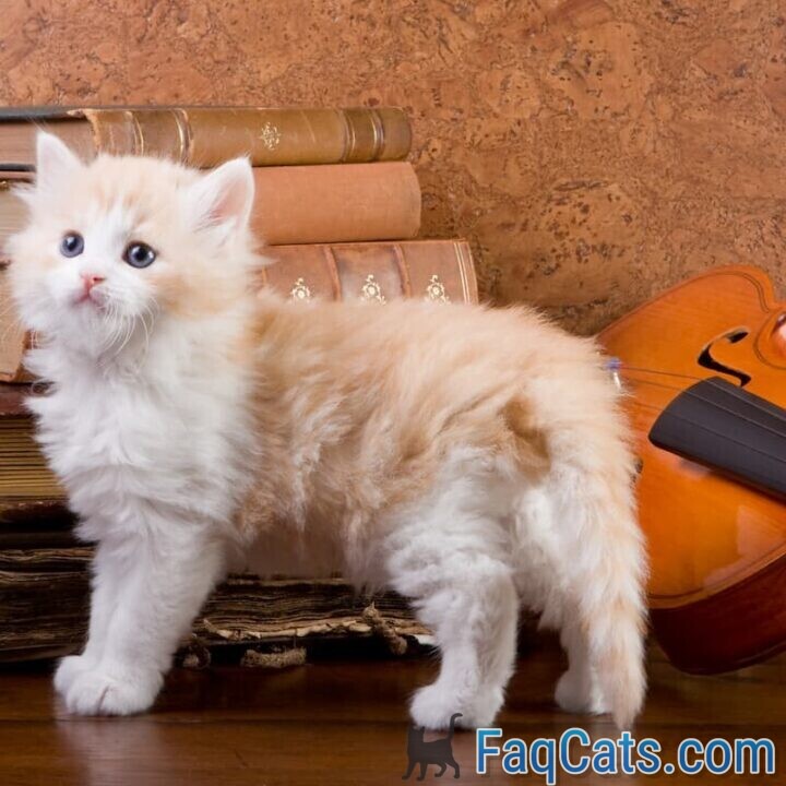 Do Cats Like Violin Music Here’s The Facts