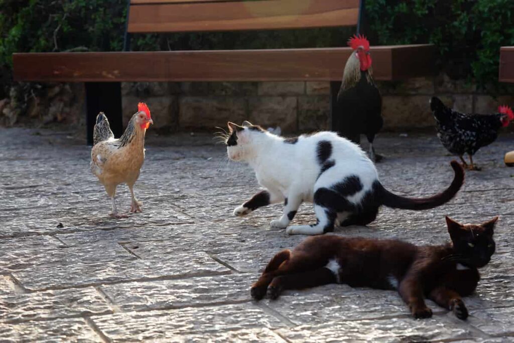 Do Feral Cats Attack Chickens