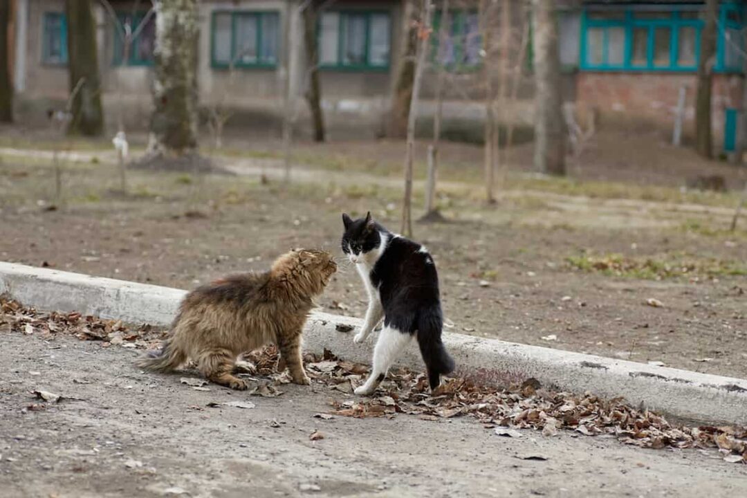 Do Feral Cats Attack Kittens – What You Should Know – FAQcats.com
