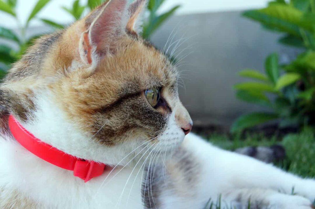 Outdoor Cats and Flea Collars Do They Really Work?