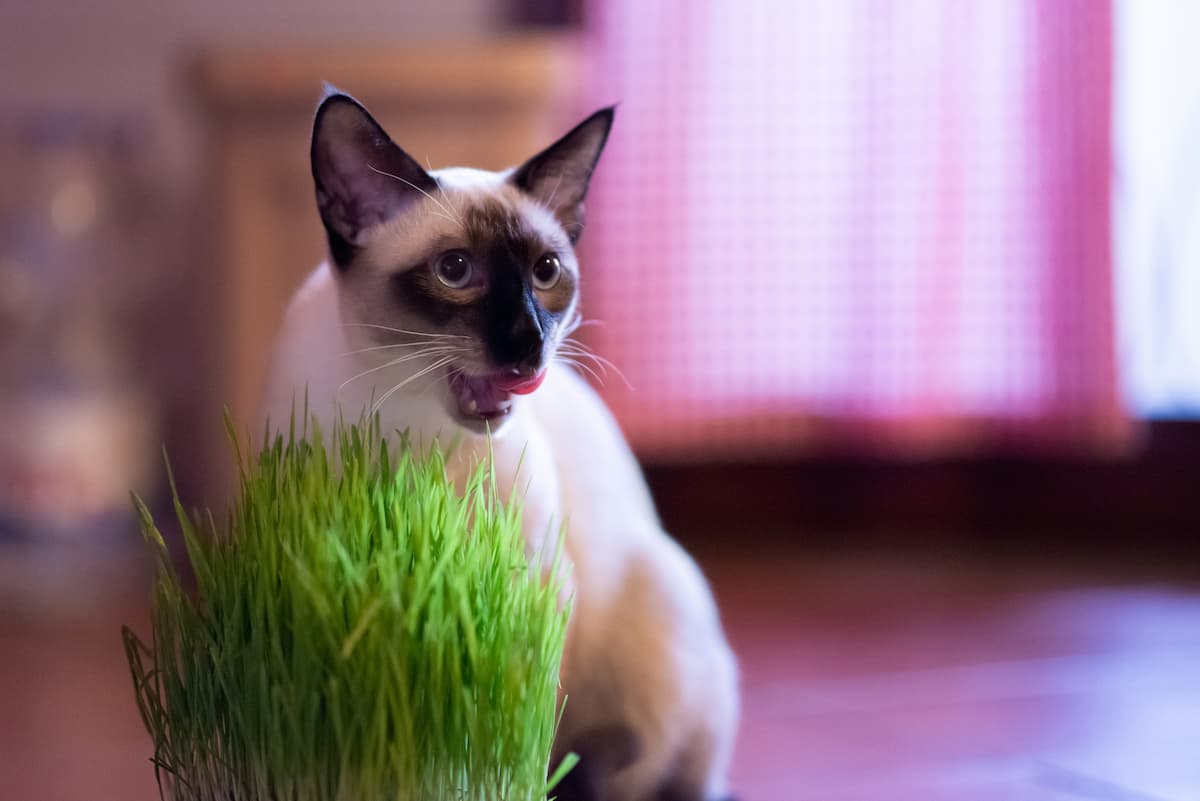 Do Siamese Cats Like Catnip Everything To Consider FAQcats
