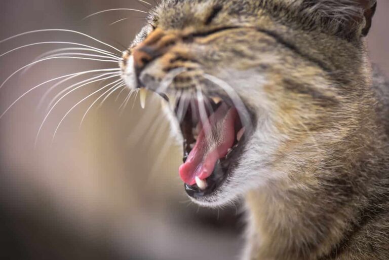 Do Tabby Cats Meow A Lot Vocalizing Other Things To Expect FAQcats
