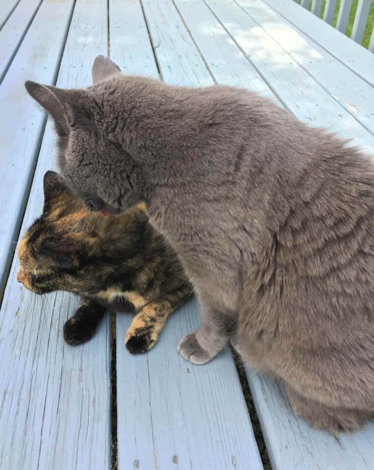 Why Are Some Cats Docile Here’s Our Take