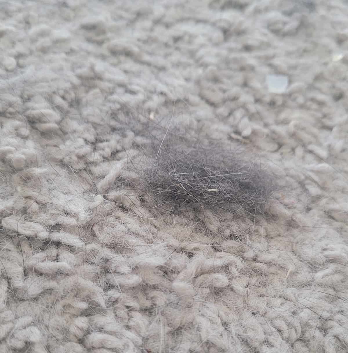 Cat Runny Nose Common Causes & Prevention Tips!