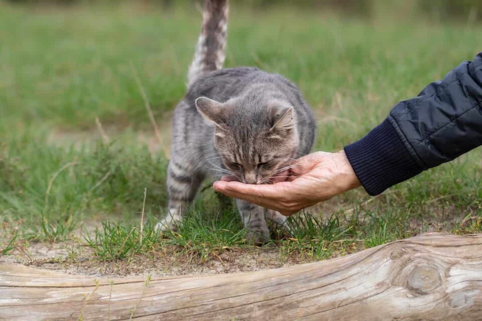 Why Cats Eat When You Pet Them The Odd Behavior Explained