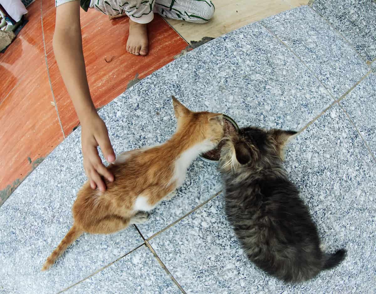 Kittens and Tuna Juice Is It Safe?