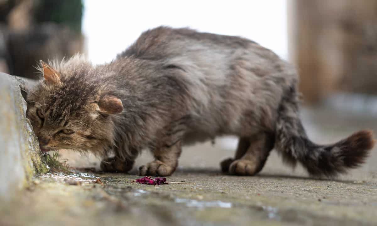Do Feral Cats Attack Kittens What You Should Know