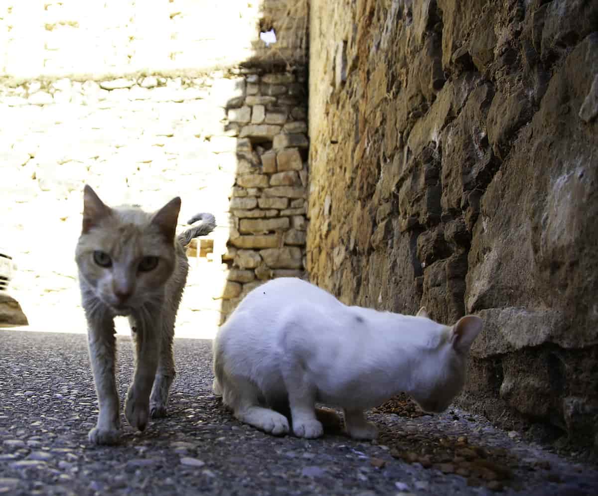 How Long Do Feral Cats Live For A Quick Guide To Their Lifespan