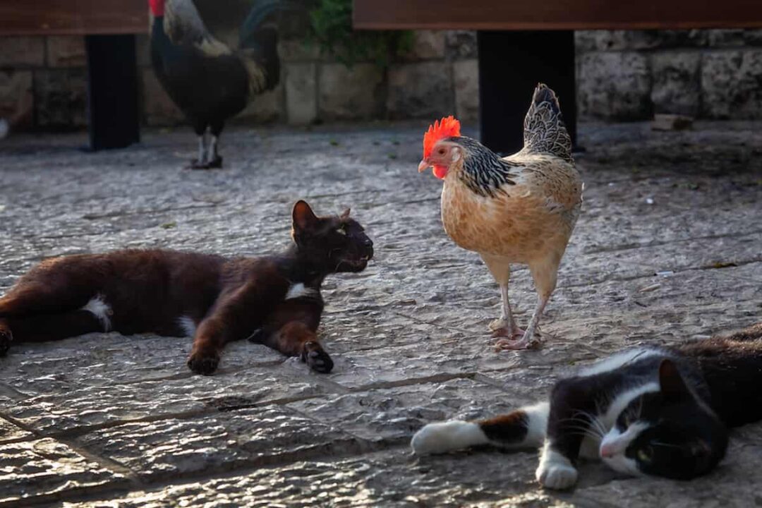 Do Feral Cats Attack Chickens