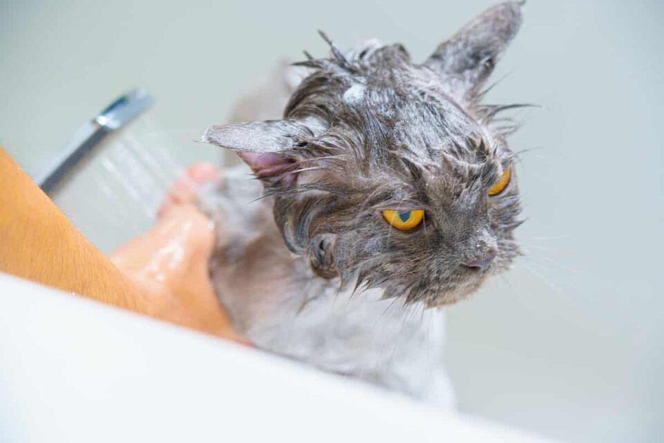 Why Do Cats Cry When You Give Them a Bath? All You Need To Know