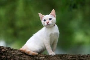 orange point siamese