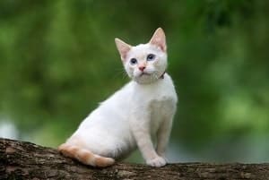 Flame Point Siamese Cat Personality – Traits & Behavior