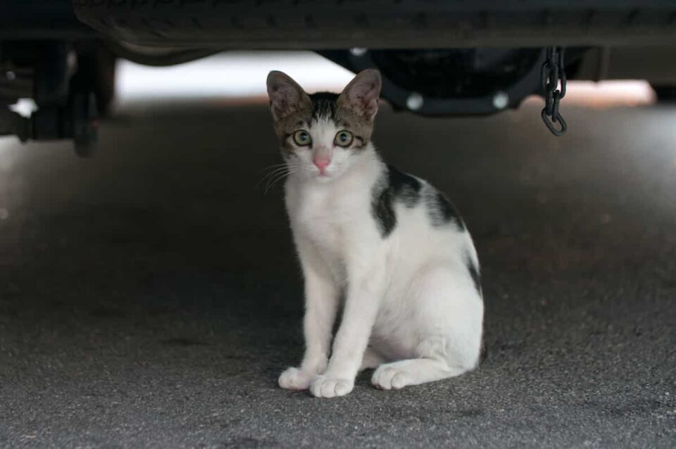 How To Safely Retrieve A Cat From Under A Car Proven Methods That