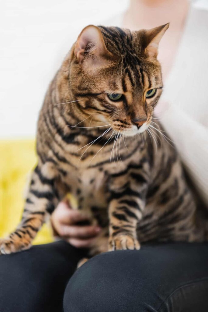 Why Do Bengal Cats Smell 12 Possible Causes!