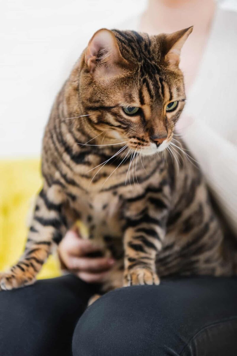 Why Do Bengal Cats Smell 12 Possible Causes!