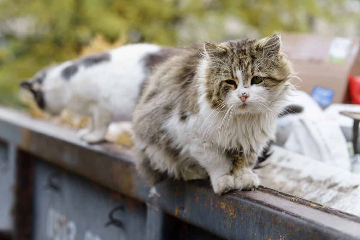 How Do I Keep My Cat From Getting Lost Simple Tips To Get Your Cat