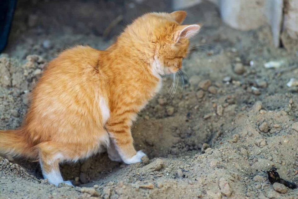 How Do Cats Know Where To Poop