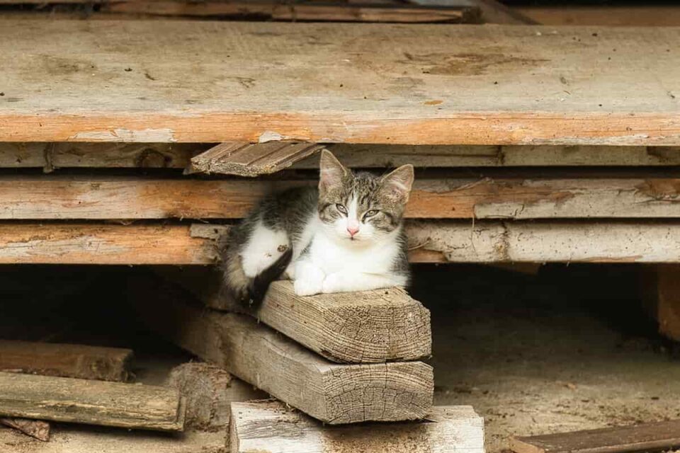 How Do You Attract A Cat From Under The House